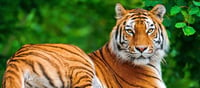 Rajaji Tiger Reserve opens for tourists, welcome by applying tilak!